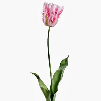 Tulip - Parrot Pink Cream 32in FST715-PK/CR