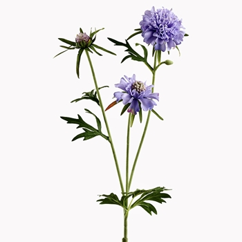 Scabiosa - Periwinkle Blue Cutting 28in - FSS261-LV