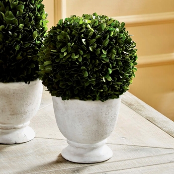 Boxwood Preserved - Topiary  Globe 8x12in White Urn