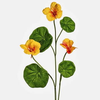 Nasturtium - Saffron 23in - FSN233-OR