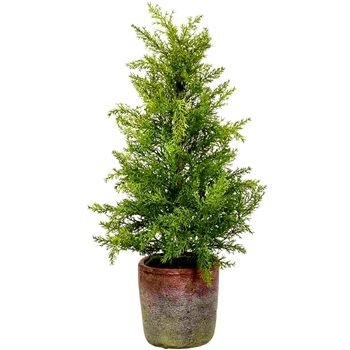 EVT - Cedar Tree Mini Terracotta Pot MD 23in - YTM442-GR