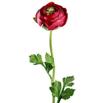 Ranunculus - Bud Fuchsia 20in - FSR901-BT