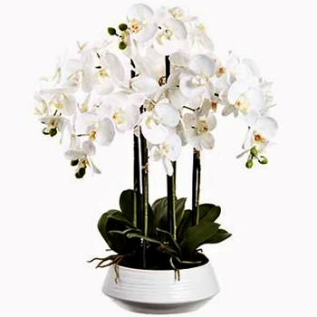 Orchid - Phalaenopsis Orchid Plant / White Ceramic Bowl 25in LFO280-WH