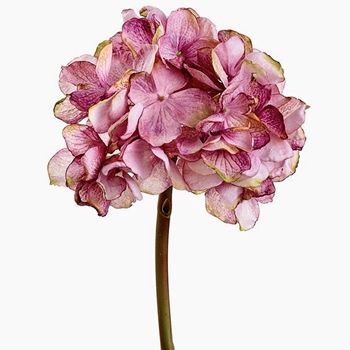 Hydrangea - Violet 24in - FSH297-RO/TT