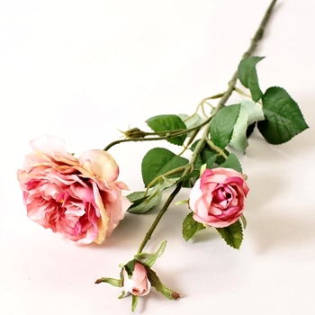 Rose - English Heritage Salmon Pink 22in