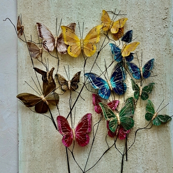 Butterfly Pick Multi Colours 12in  Sold per Stem